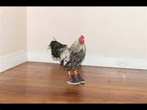 Find and save chicken wearing pants memes | from instagram, facebook, tumblr, twitter & more. Best funny Videos With the Chicken (chicken wearing shoes ...