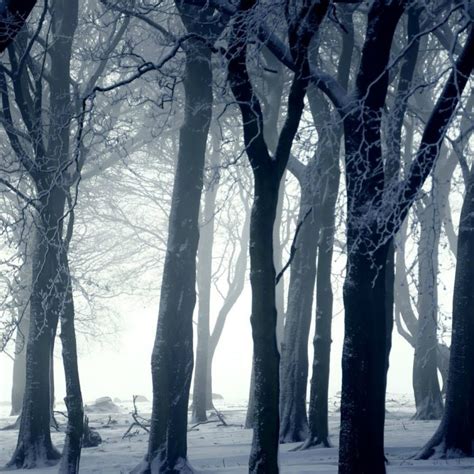 10 Top Dark Snowy Forest Background Full Hd 1920×1080 For Pc Desktop 2021