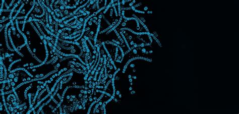 Premium Photo Nostoc Sp Algae Under Microscopic View Cyanobacteria