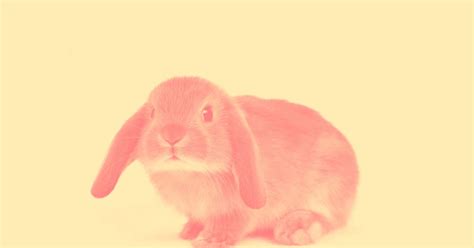 See more ideas about meeting notes template, meeting agenda template, meeting notes. Traceable Bunny Images - Easter Decorations Easter Bunny ...