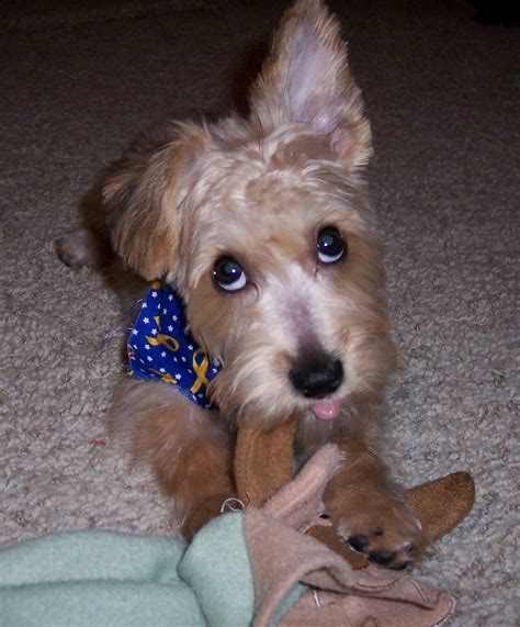 Download free books in pdf format. Yorkie Poo Haircut Pictures - Do You Have The Hairstyles ...