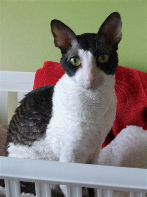 Cornish Rex Information Health Pictures And Training Pet Paw