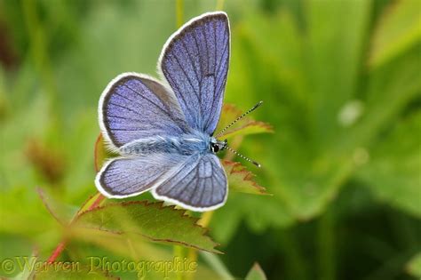 Mazarine Blue Butterfly Cyaniris Semiargus Photo Wp43866