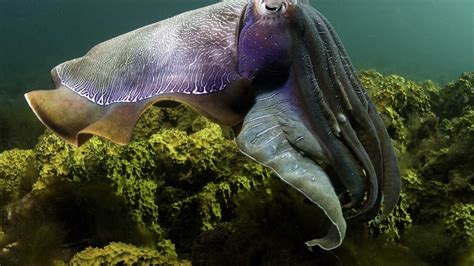 Wallpaper Sea Animal Octopus Underwater 2560x1600 Hd Picture Image