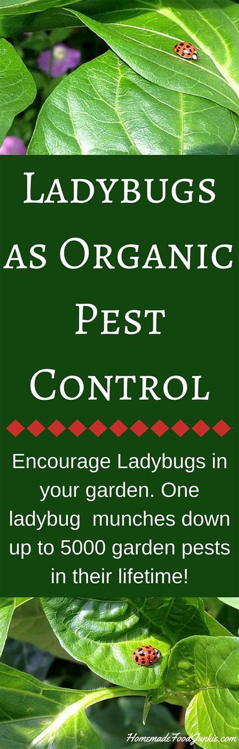 Ladybugs As Organic Pest Control Organic Pest Control Organic Pest