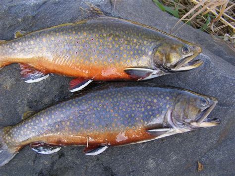 Fishing For Brook Trout In Maine Maine Guides Online