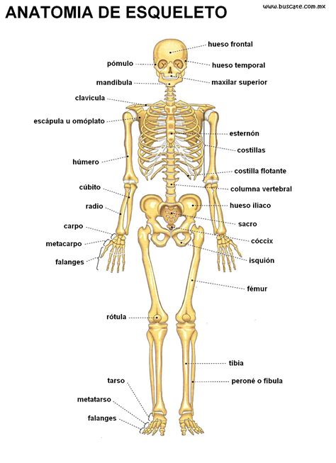 The Skeletal Skeleton And Its Major Bones Are Labeled In Spanish With