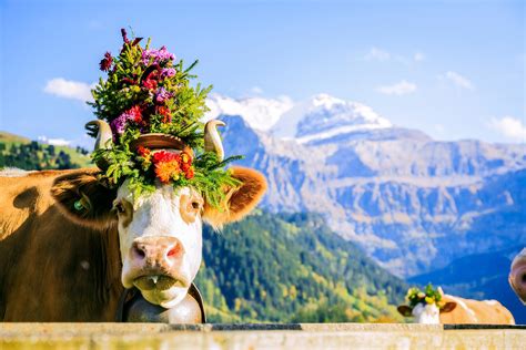 12 Fascinating Traditions Youll Only Find In Switzerland