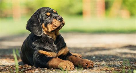 23 Why Do Dogs Have Eyebrows Enaskalaya