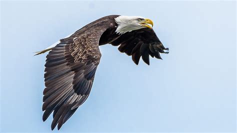Слушать песни и музыку eagles онлайн. Bird watching: A record year for spotting bald eagles, hawks