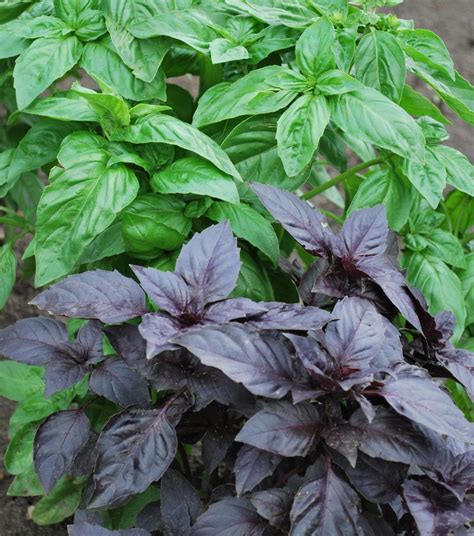 What Are The Varieties Of Basil Types Of Basil For Cooking Green