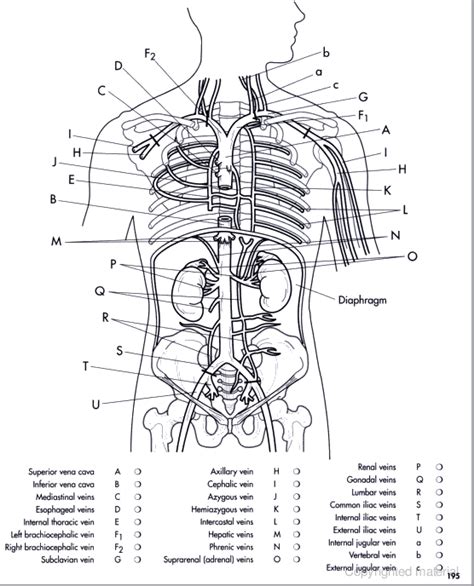 Printiable Mape Of Arteries And Viens Kidneys And Urinary Tract