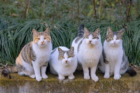 Cats Group Of Cats Mammals Feline Outdoors Animals Photography