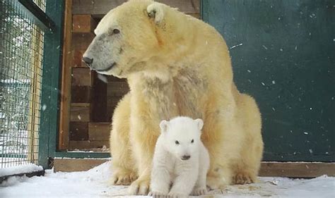 Polar Bear Cub Makes Screen Debut In Channel 4 Documentary