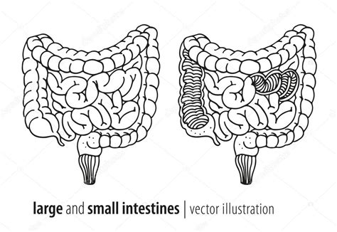 Ilustración del vector de intestinos gruesos y delgados sección 2022