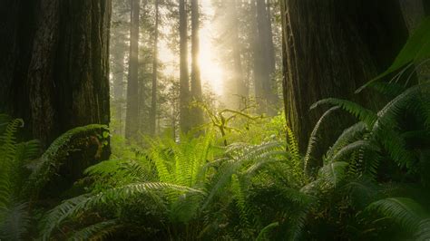 Greenery Forest During Morning Sunbeam 4k Hd Nature Wallpapers Hd