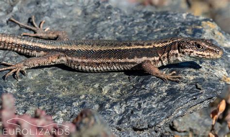 Iberolacerta Aranica Aran Rock Lizard Eurolizards