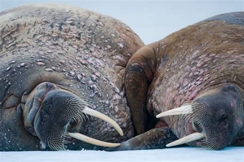 Photographer Paul Souders Comes Face To Face With Walruses In Norway