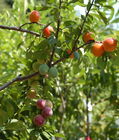 With the convenience of indoor fruit trees, you can grow fresh, homegrown fruit inside your own home. The Gift Of Graft: New York Artist's Tree To Grow 40 Kinds ...
