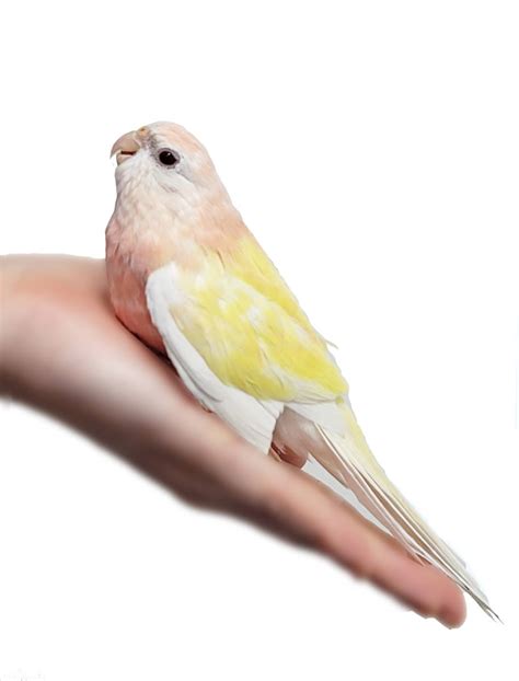 Rosy Bourke Parakeet Lutino The Animal Store