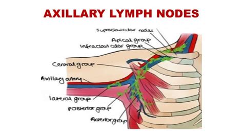 Lymph Nodes Examination