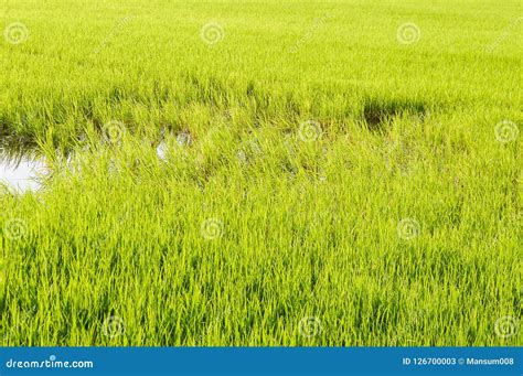 Fresh Green Rice Tree In Country Thailand Stock Image Image Of Leaf