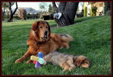 Get free quotes in minutes from reviewed, rated & trusted pickup & delivery near me on airtasker but your delivery service may cost more or less depending on the type of items you need delivered, the size of the items, when you need them. PUPPY TRAINING NEAR ME | Superdog Service Dogs