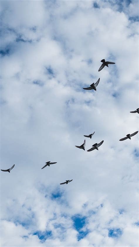 Birds Flying Sky Wallpapers Top Free Birds Flying Sky Backgrounds