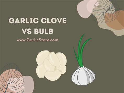 Garlic Clove Vs Bulb Garlic Store