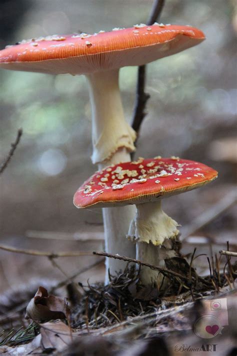 Two Toxic Mushrooms Amanita Muscaria