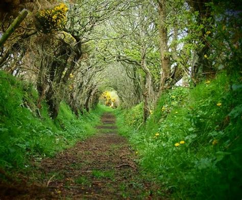 Ballynoe Tree Tunnel Northern Ireland Album On Imgur Tree Tunnel