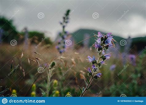 Wild Purple Flowers On The Mountain Slopes Stock Photo Image Of