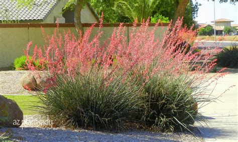 Yucca needs lots of sun & gravelly when preparing a raised bed for yucca plants, it's a good idea to line it with about a foot of larger sized granite rocks, covered by a couple of inches of. Hesperaloe parviflora (red yucca) would look amazing ...