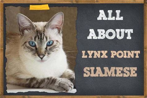 Lynx Point Siamese All Things You Need To Know Zooawesome