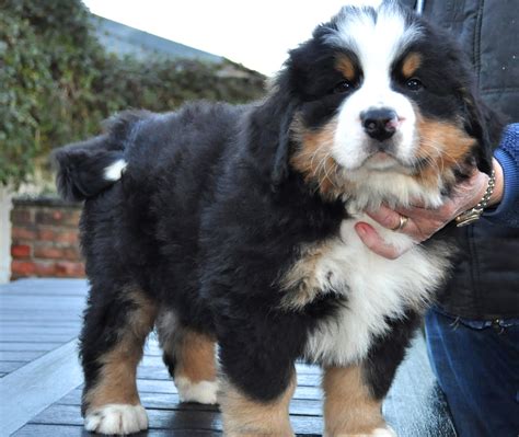 Bernese mountain dogs are gentle giants that make a wonderful family pet because they are great the bernese mountain dog must have a black coat covering most of its body with distinct white looking for a mini bernedoodle puppy for sale? Bernese Puppies | Holebrook Farm