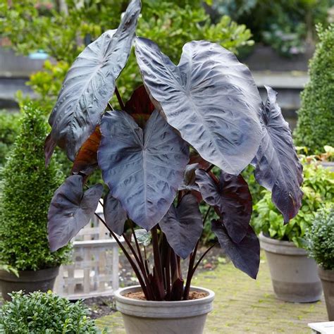 Pin on Beautiful Flowers & Gardens