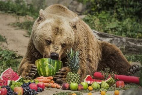 Qué comen los osos en Monterrey