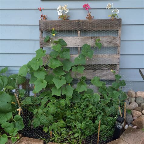 Diy trellis ideas for beans + peas (and how they're different) kirsten bradley, december 7, 2015. Pallet trellis. Add chicken wire (staple on), and staple ...