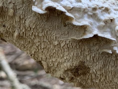 Irpex Lacteus Milk White Toothed Polypore Mushrooms Of Ct