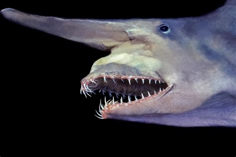 The our goblins are different trope as used in popular culture. Goblin Shark