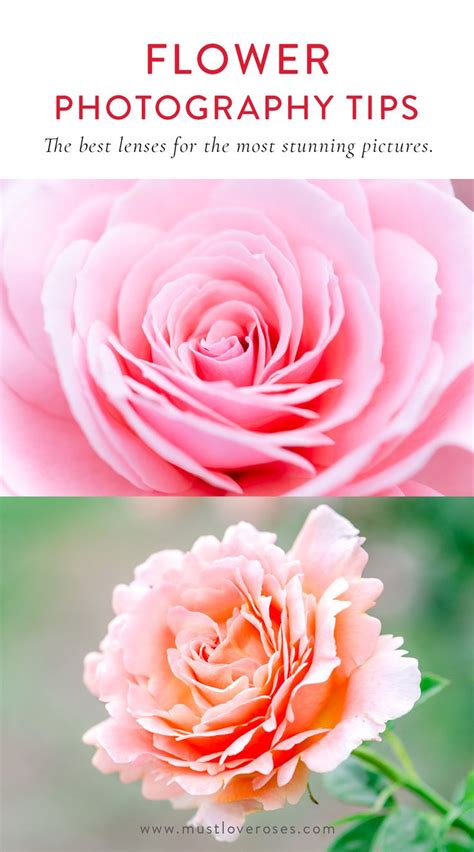 The Best Lenses For Flower Photography Flowers Photography Beautiful