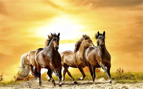 Running Horses All Hd Wallpapers Gallery