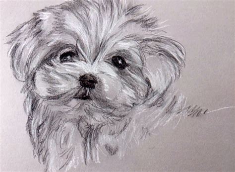 How To Draw A Puppy With Charcoal And Carbon Pencil Dog Drawing