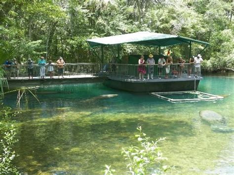 Homosassa Springs Wildlife State Park Florida See Manatee Above And