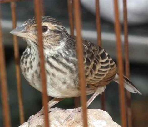 Di jawa tengah, branjangan jawa bisa dengan mudah anda temukan di jogja. Gambar Burung Branjangan Jawa - Download Suara Burung ...