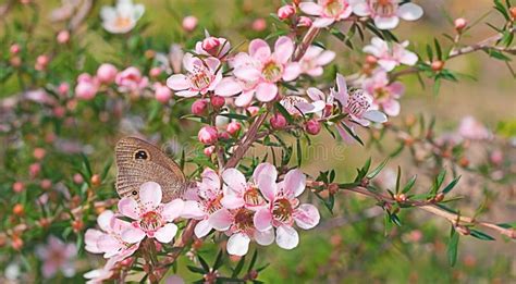 Australian Wildlife Flower And Butterfly Stock Images Image 34555974