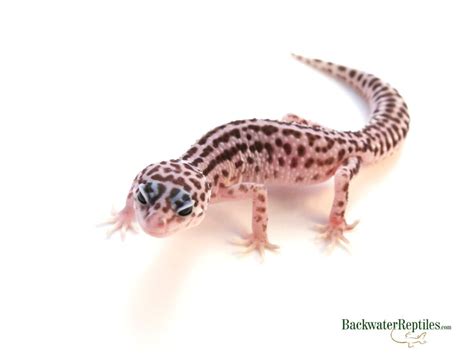 Best Pet Reptiles And Amphibians For Kids