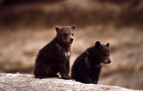 file grizzly bear cubs