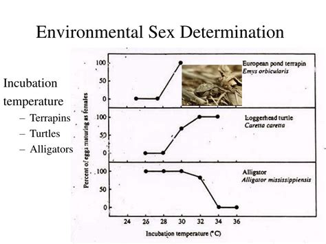Ppt Sex And Sex Ratio Powerpoint Presentation Free Download Id 1393950