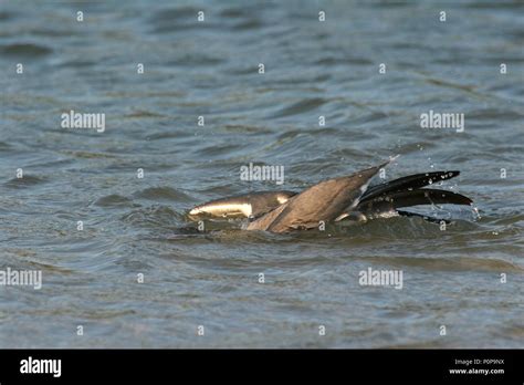 Laughing Gull Bathing In The Shallows Of Fort De Soto State Park St Petersburg Florida Stock